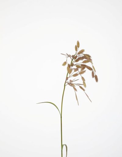 Bloemsierkunst Groeneveld | zijden bloemen
