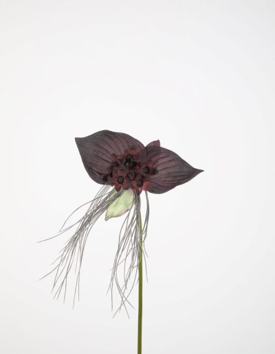 Bloemsierkunst Groeneveld | zijden bloemen