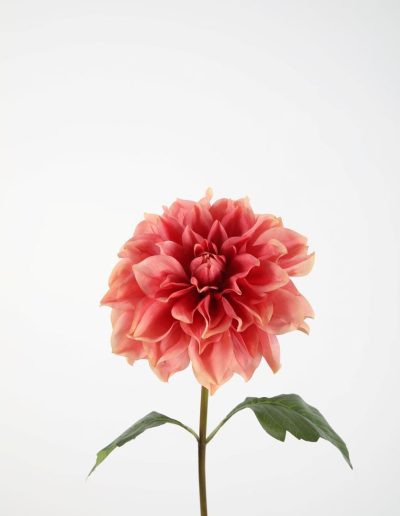 Bloemsierkunst Groeneveld | zijden bloemen