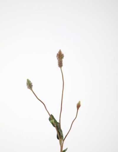 Bloemsierkunst Groeneveld | zijden bloemen