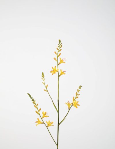 Bloemsierkunst Groeneveld | zijden bloemen