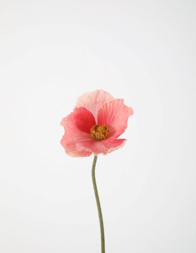 Bloemsierkunst Groeneveld | zijden bloemen