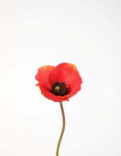 Bloemsierkunst Groeneveld | zijden bloemen