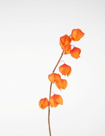 Bloemsierkunst Groeneveld | zijden bloemen