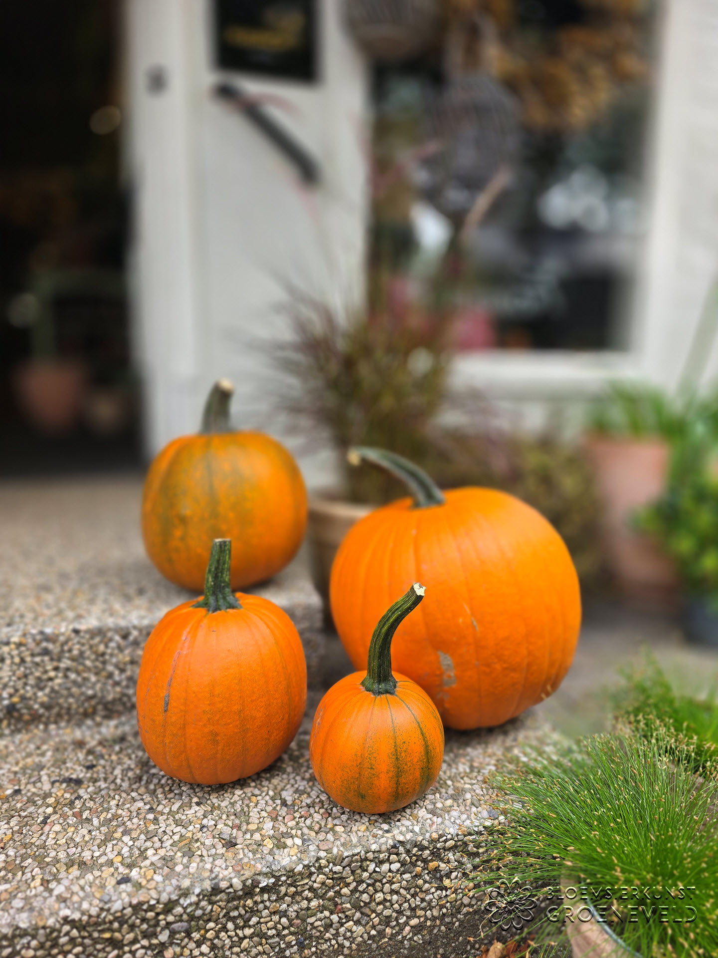 Pompoenen bij Bloemsierkunst Groeneveld Pompoenen: sfeervolle herfstdecoratie met een knipoog naar Halloween